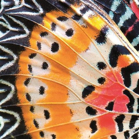 Butterfly Pattern Wings Butterfly Mania