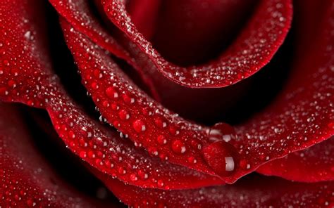 Raindrops On A Red Rose Hd Wallpaper The Wallpaper Database