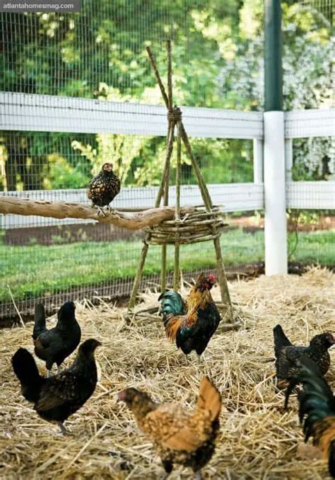 34 Epic Chicken Roost Ideas For A Lovely Chickens Bed