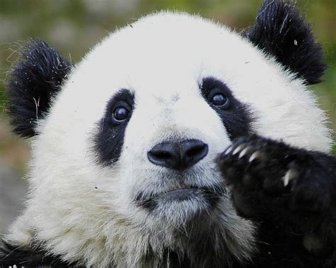 Photo Op Sad Panda Says Dont Go