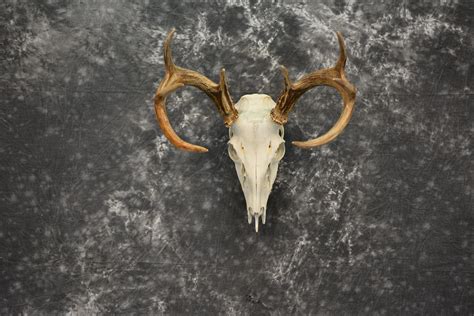 Whitetail Deer European Taxidermy Mount For Sale Sku 1038 All Taxidermy