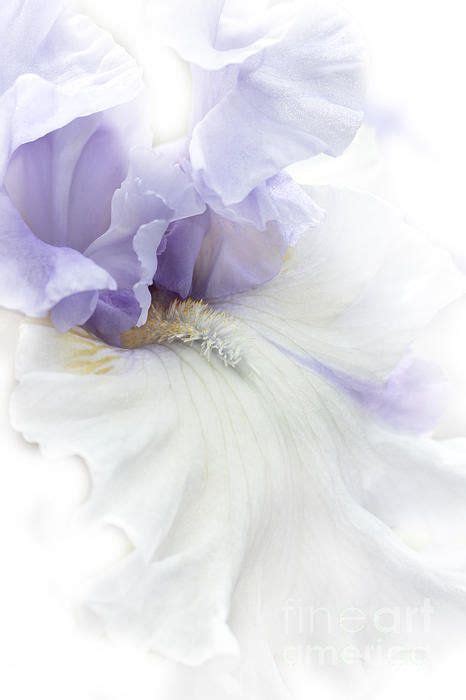 Softness Of A Lavender Iris Flower Art Print By Jennie Marie Schell