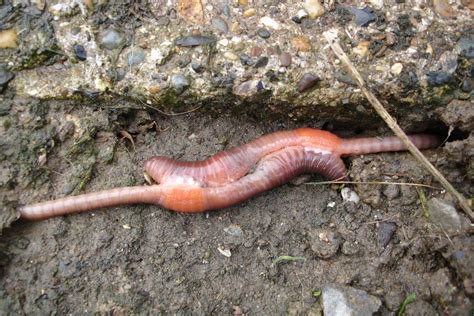 Filemating Earthworms Wikimedia Commons