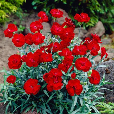 Bright Red Dianthus Plants For Sale American Pie® Cherry Pie Easy