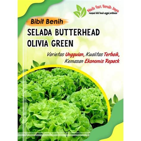 Jual Jual 100 Biji Benih Selada Butterhead Olivia Green Bibit Sayuran Cepat Panen Di Lapak