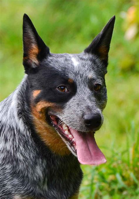Pictures Of Blue Heelers Beautiful Images Of Australian Cattle Dogs