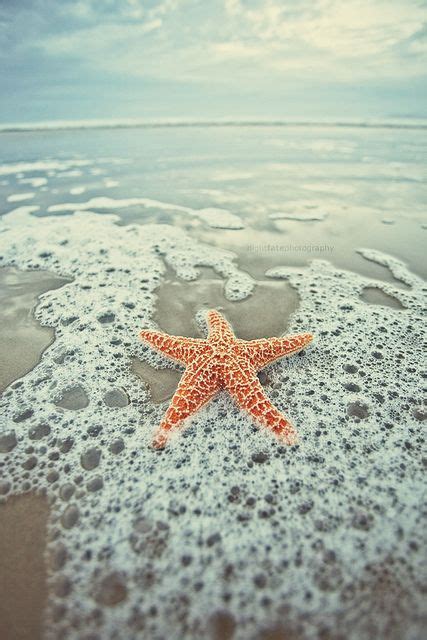 Photo Starfish Wallpaper Beach Ocean Hello Summer