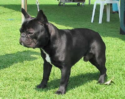 A wide variety of black french bulldog options are available to you, such as resin. World of French Bulldog's: Bulldog francez F.C.I. nr.101 ...
