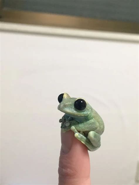 This Very Tiny Frog Cute Frogs Pet Frogs Cute Animals