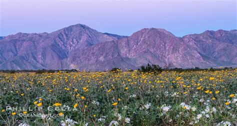 Wildflowers In Spring During The 2017 Superbloom Anza Borrego Desert