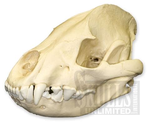 Spotted Hyena Skull Crocuta Crocuta Wbc 032 Hyena Skull Yeti