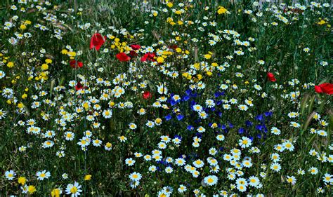 Wildflowers Spring Carpet North Of Madrid In May Flickr