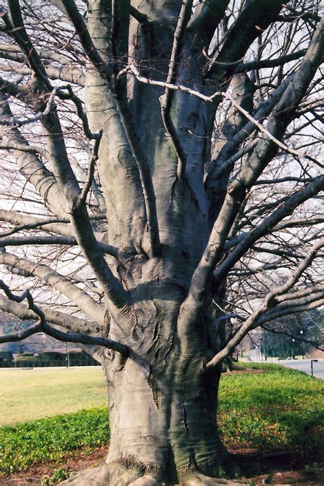 European Beech Fagus Sylvatica In Salt Lake City Utah Ut At