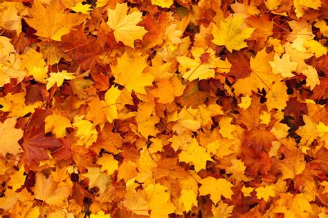 Yellow Maple Leaves Hd Wallpaper Wallpaper Flare