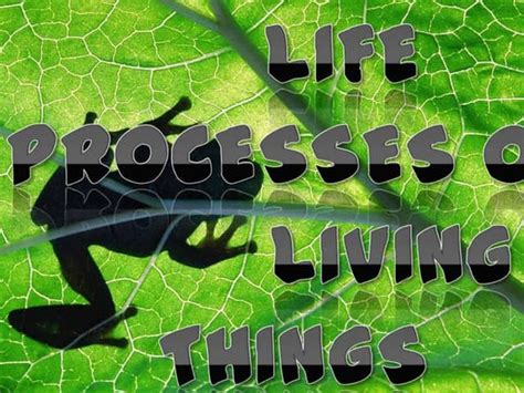 The 8 Life Processes And Homeostasis Living Environmentbiology Ppt