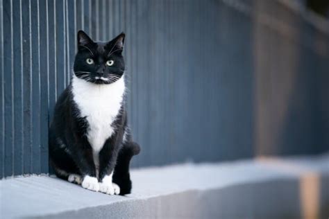 What Breed Is My Tuxedo Cat What You Need To Know Catworld