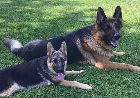 Illinois German Shepherd Service Dogs And Puppies Regis Regal