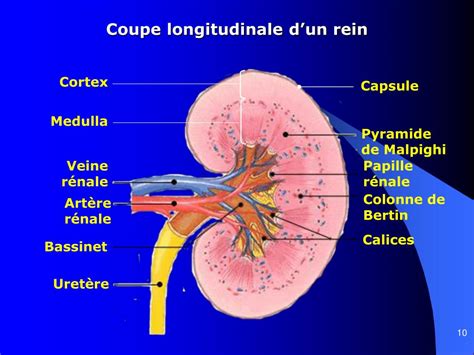 Ppt Anatomie Du Rein Et Des Voies Urinaires Powerpoint Presentation