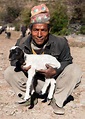Mandriano Con Le Pecore Con Il Cappello Nepalese Tipico Sulla Testa ...