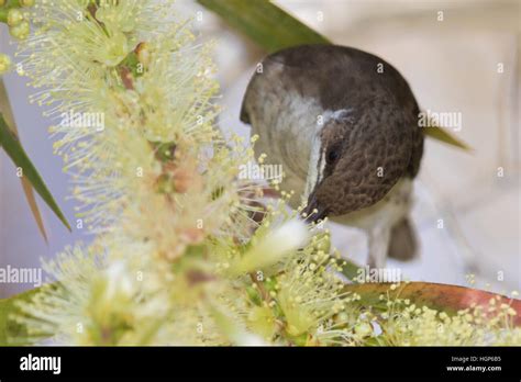 Brown Backed Honeyeater Hi Res Stock Photography And Images Alamy