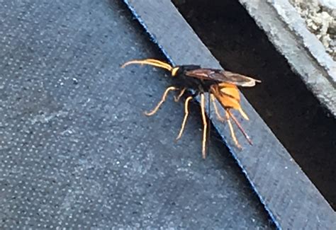 Wood Wasp From England Whats That Bug