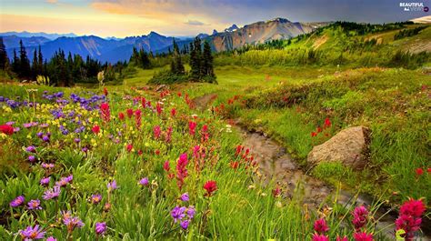 Mountains Stream Flowers Meadow Beautiful Views