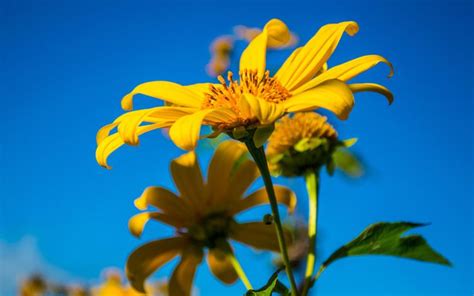 10 Perennial Flowers For Sunny Areas In Your Garden Flowers