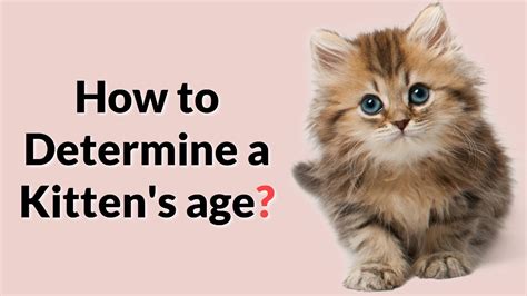 Easiest Way To Determine A Kittens Age Youtube