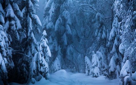 Snow Covered Trees Hd Wallpaper Background Image 2560x1600