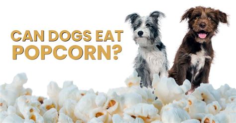 Can Dogs Eat Popcorn Dogs Naturally