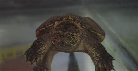 Creature Feature Common Snapping Turtles Cleveland Museum Of Natural
