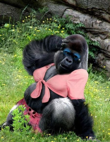 Worlds Most Handsome Gorilla Driving Japanese Women Wild Page 11