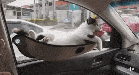 Cats develop strong bonds with their environment so house moves are do not transport your cat in cargo space of a car or moving truck. Cat Car Hammock GIF - Cat CarHammock FunnyAnimals ...