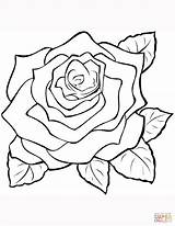 Rose Coloring Printable Ut Supercoloring Målarbilder Skriva Att Gratis Roses Målarbok Bilder Ros Zum Blumen Rosen Ausmalbilder Zeichnen Rita Drawing sketch template