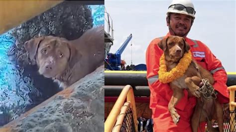Lucky Dog Gets Adopted By Oil Rig Worker Who Found Him Swimming 135