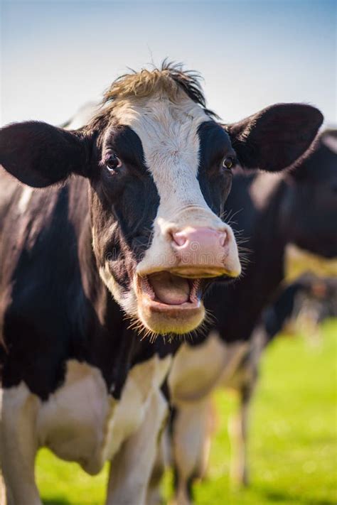 Laughing Cow Stock Image Image Of Cattle Livestock 74921837