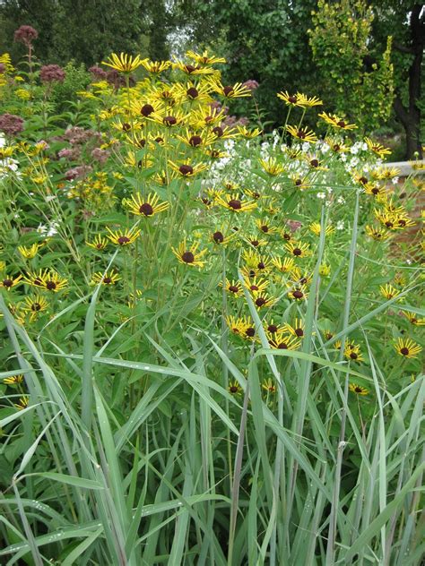 A tall, robust grower, it lives happily at the back of the border looking over the other perennals. Rudbekia 'Henry Eilers' Rudbeckia Sadzonki | Pietrzykowscy