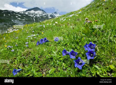 Wildflowers Gentians In The Swiss Alps Above Flims Stock Photo Alamy