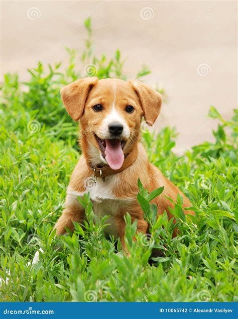 Dog In Grass Stock Photo Image Of Close Brown Rural 10065742