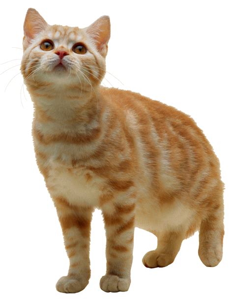 Cat Png Png Image Purepng Free Transparent Cc0 Png Image Library