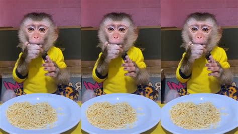 Funny Baby Monkey Eating Sound Cute Animal Asmr 🐵 Best Tiktok May