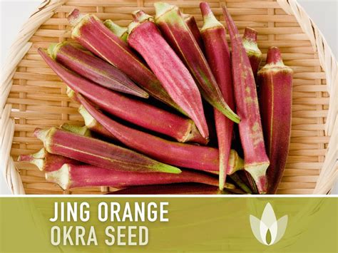Jing Orange Okra Seeds Heirloom Seeds Asian Seeds Chinese Okra Open