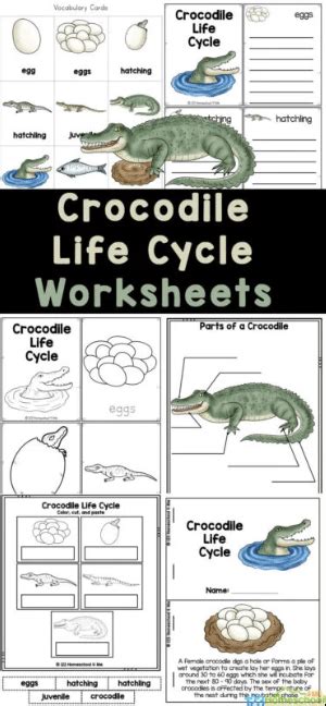 Crocodile Life Cycle Free Homeschool Deals