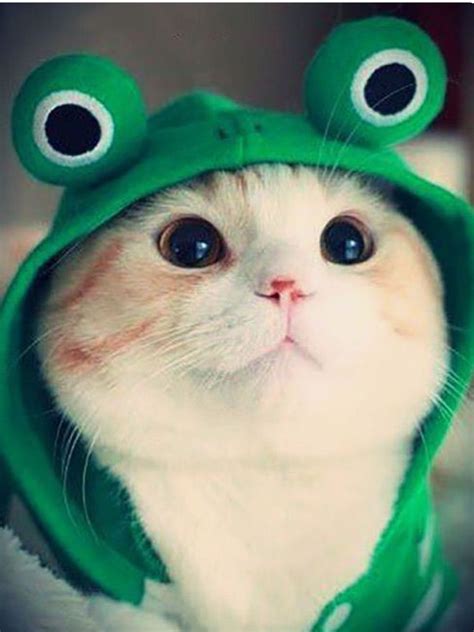 Cute Kitten In Hat Anna Blog