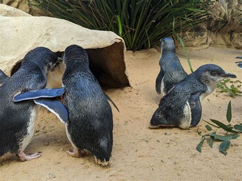 Whats On 101 Penguins At Sea Life Sydney Aquarium Social 101