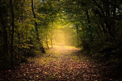 wallpaper-autumn,-forest,-fog,-path,-foliage-hd-widescreen-high