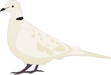 Beak Columbidae Water Bird Domestic Pigeon Tourterelle Clipart Png