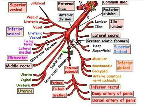Its arterial supply is largely via the internal iliac artery, with some smaller arteries providing additional supply. Internal iliac artery!!