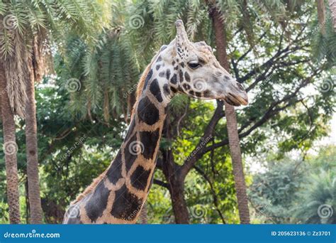 An African Giraffe Giraffa Camelopardalis An African Even Toed