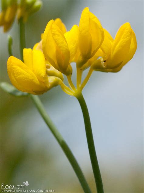 Coronilla Juncea Flora On